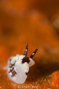 H E A D - UP
Nudibranch (Goniodoridella sp) less than 3m... by Irwin Ang 